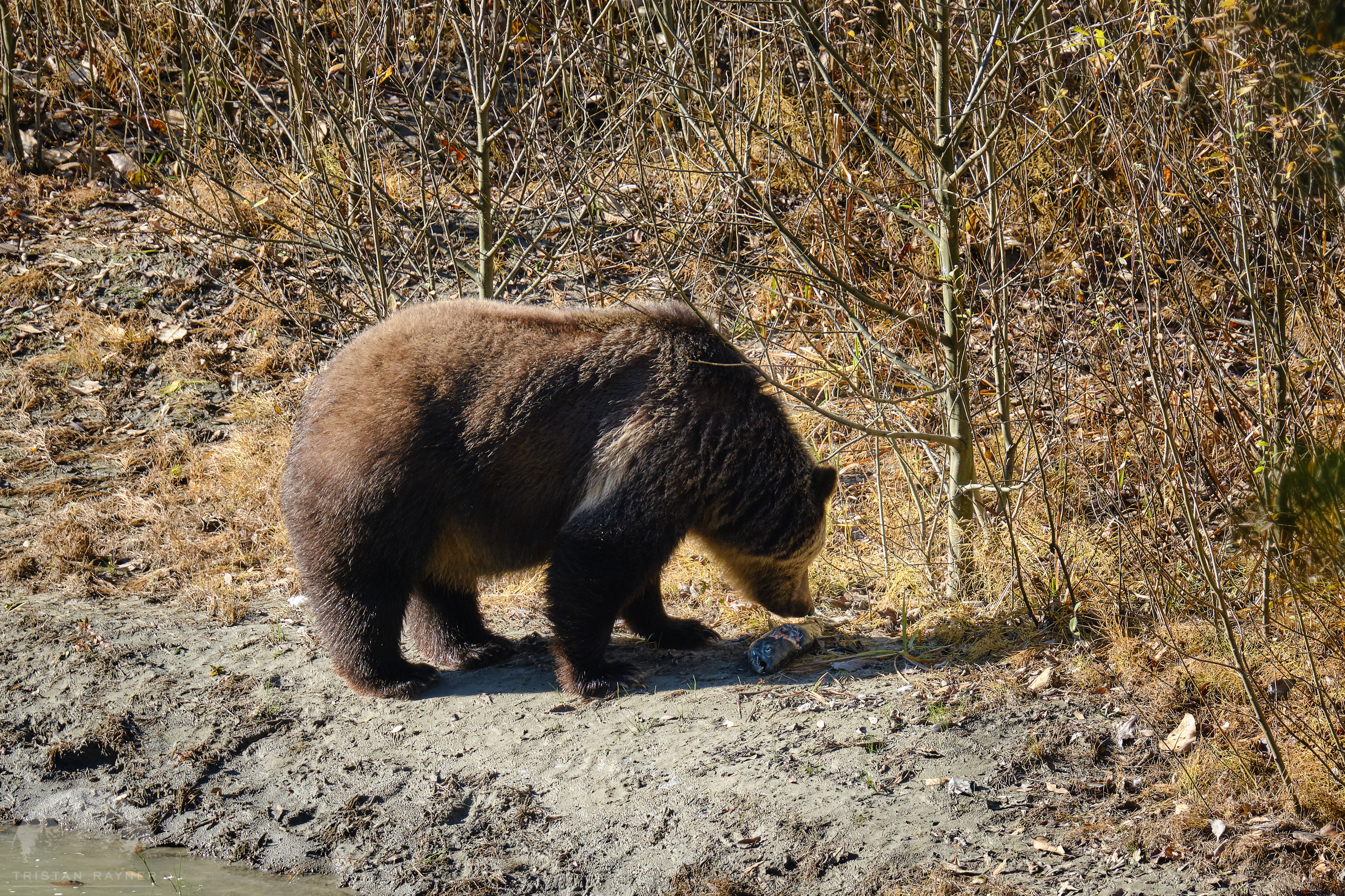 Grizzly Bear DSCF6940