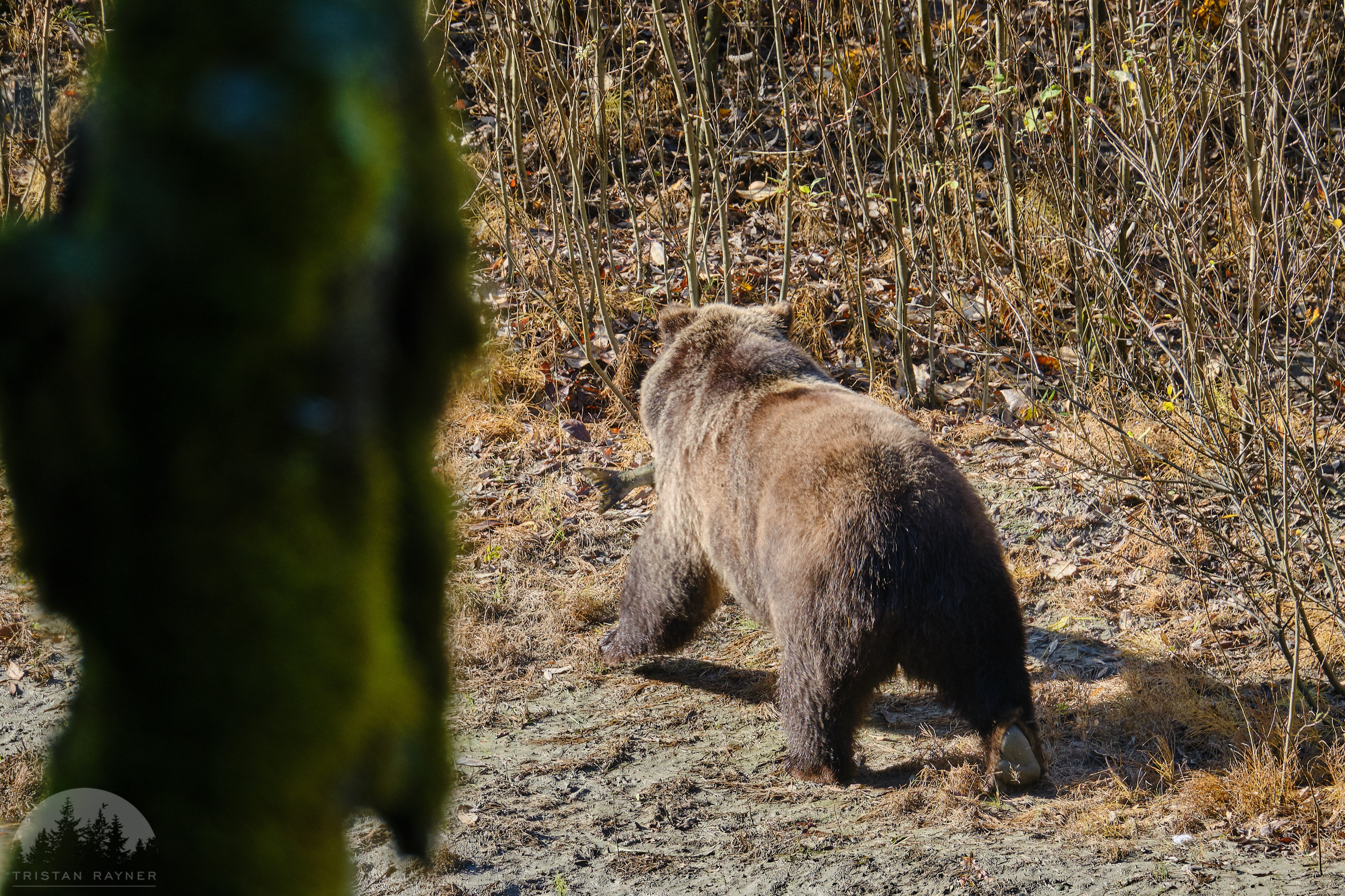 Grizzly Bear DSCF6943