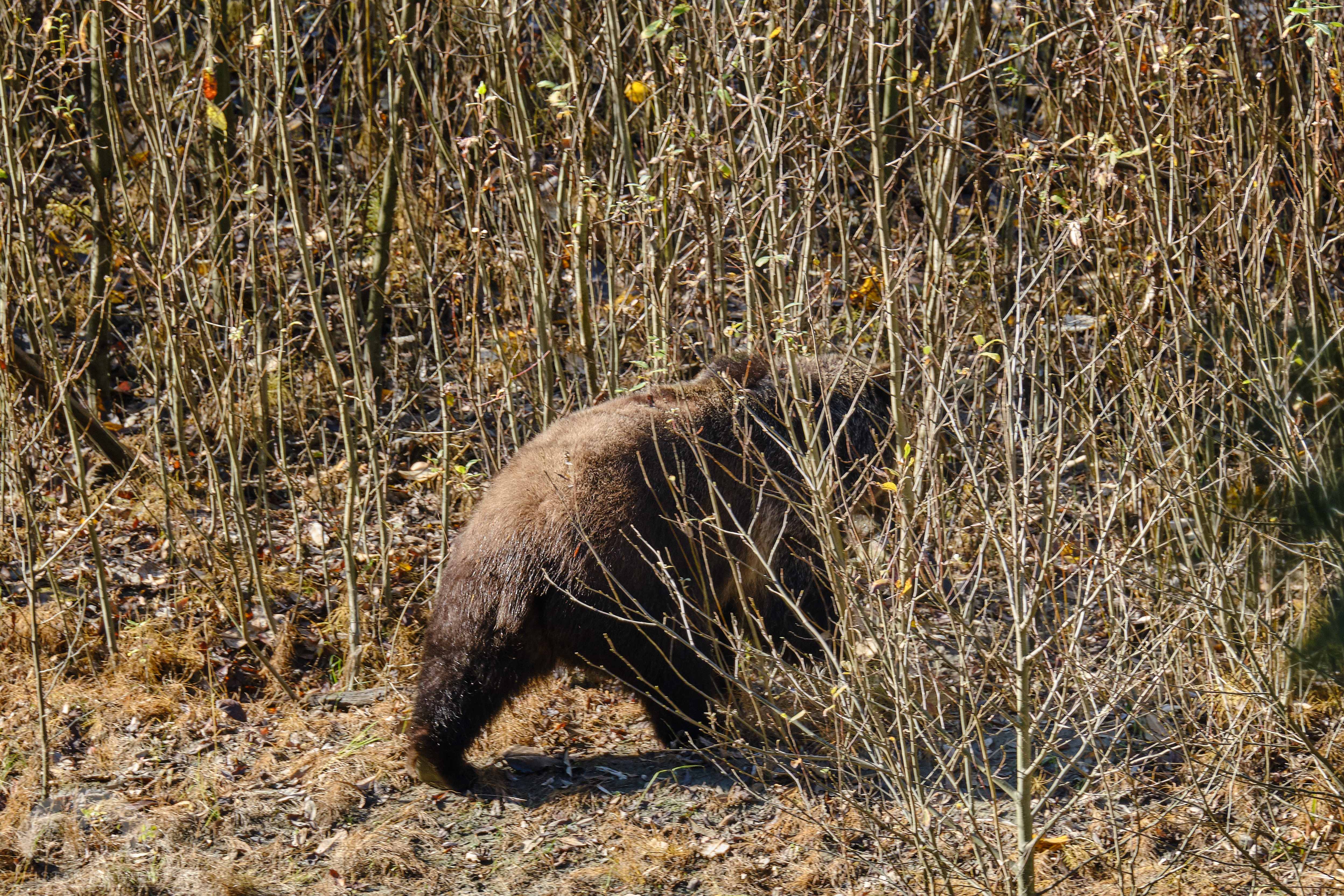 Grizzly Bear DSCF6944